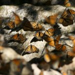 Farfalle monarca in migrazione| Fonte Wikimedia| Pendens Proditor